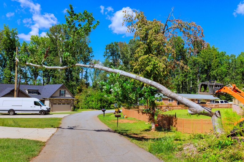 Cost of Emergency Tree Removal in Salem, OR