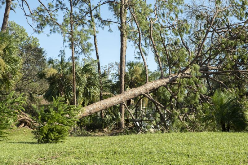 Fallen Tree Removal Service