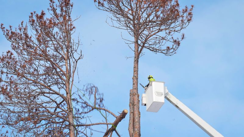 Local Tree Removal pros at work