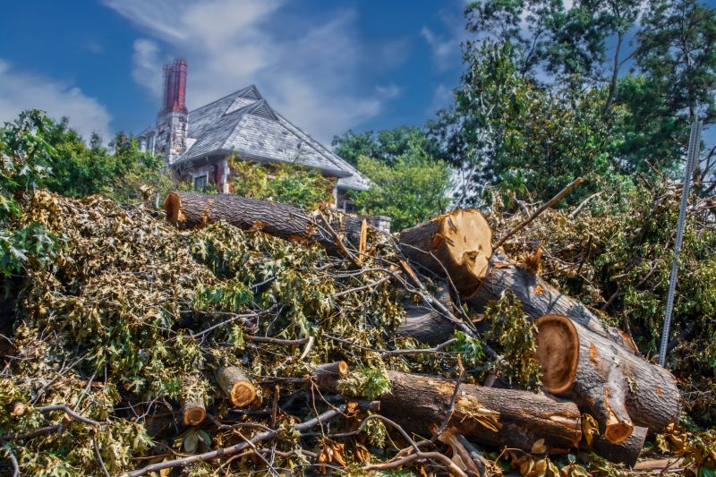 Tree Removal Black Friday Deals