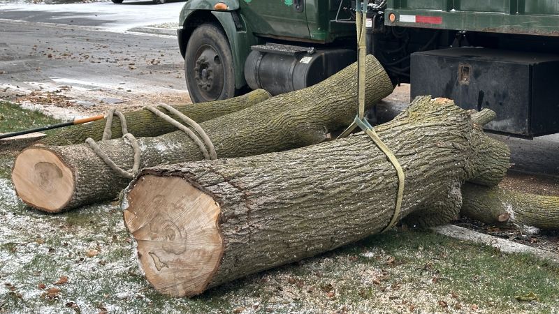 When To Get Tree Removals in Salem