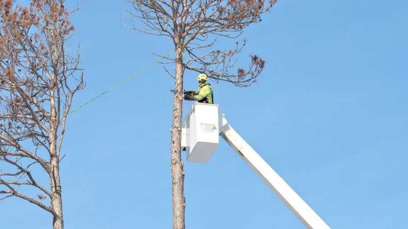 Who Provides Tree Removal Services in Salem OR