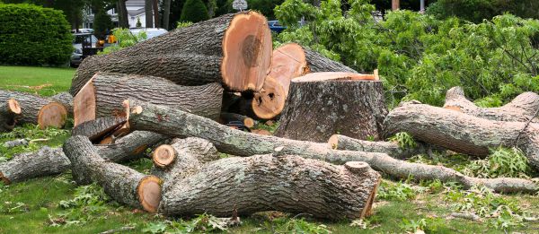 Large Tree Removal in Salem