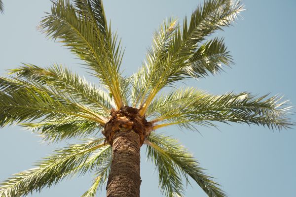 Palm Tree Removal in Salem