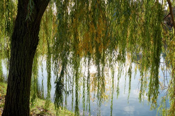 Willow Tree Removal in Salem