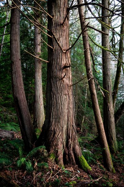 Cedar Tree Removal in Salem
