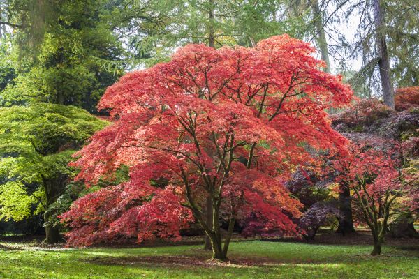 Maple Tree Removal in Salem