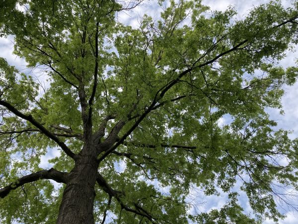 Oak Tree Removal in Salem