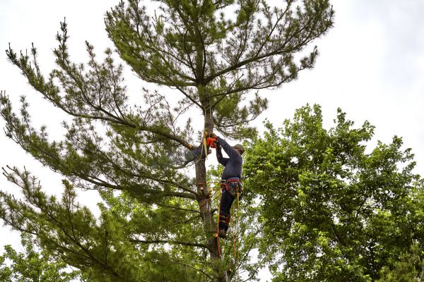 Pine Tree Removal in Salem