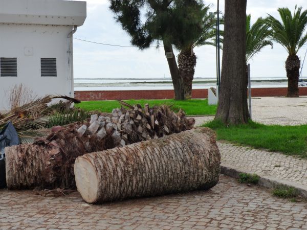 Palm Trees Removal in Salem