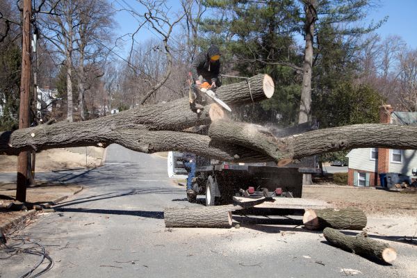 Residential Tree Removal in Salem