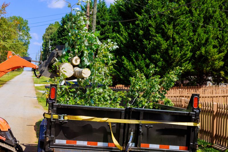 Emergency Tree Removal