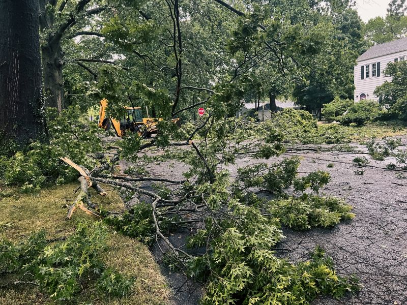 Fallen Tree Debris Cleanup