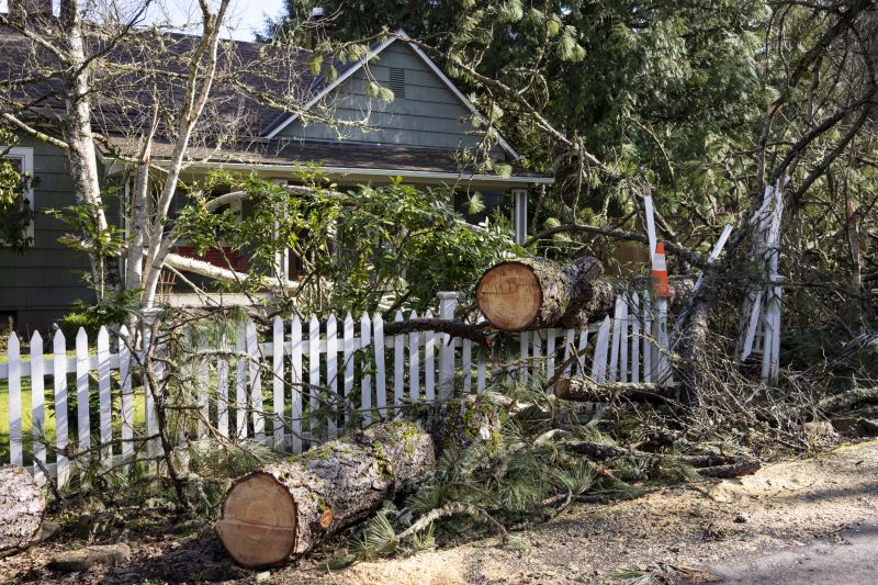 Tree Removal Near Structures