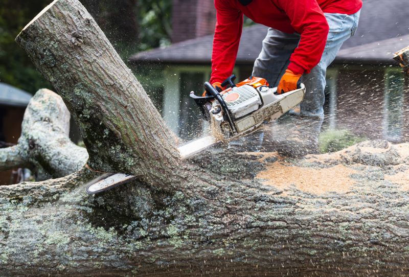 Hickory Tree Removal