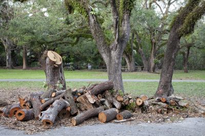 Completed Tree Removal