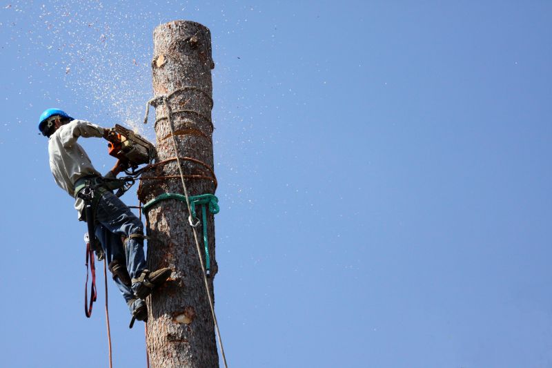 Tree Removal Crew at Work