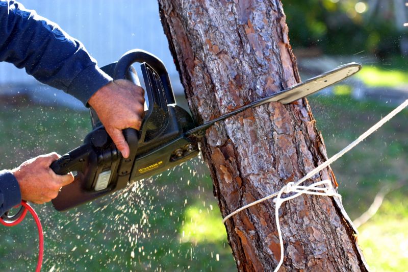 Tree Removal Equipment in Action