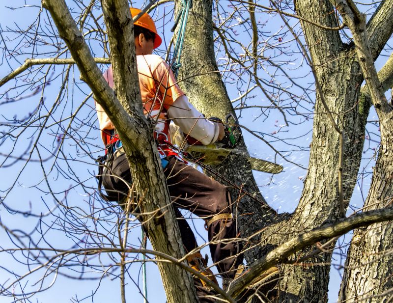 Removing Large Trees
