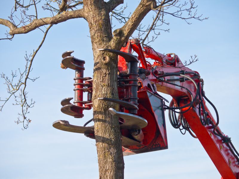 Tree Removal in Action