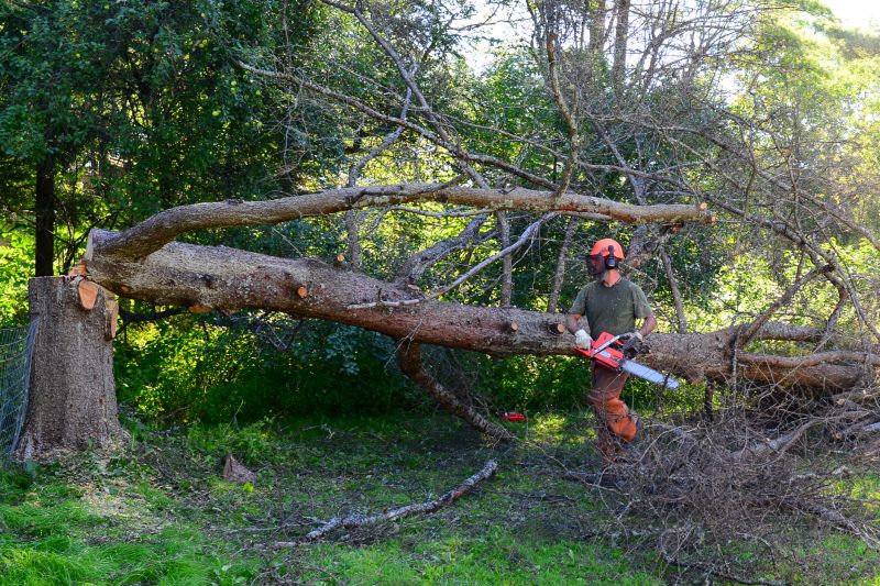 Seasonal Tree Health