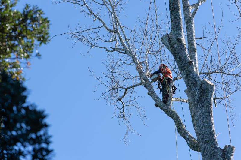 Who Does Tree Removals