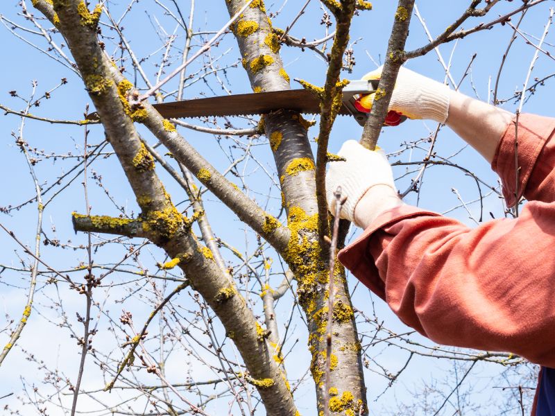 Who Does Tree Removals