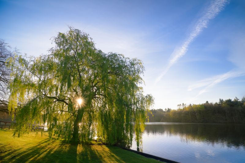 Willow Tree Removal